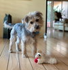 Romy - Photo 3