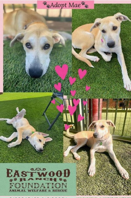 adoptable Dog in Marina Del Rey, CA named Mae