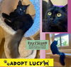 adoptable Cat in Marina Del Rey, CA named Lucy