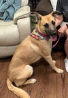 adoptable Dog in Marina Del Rey, CA named Paisley