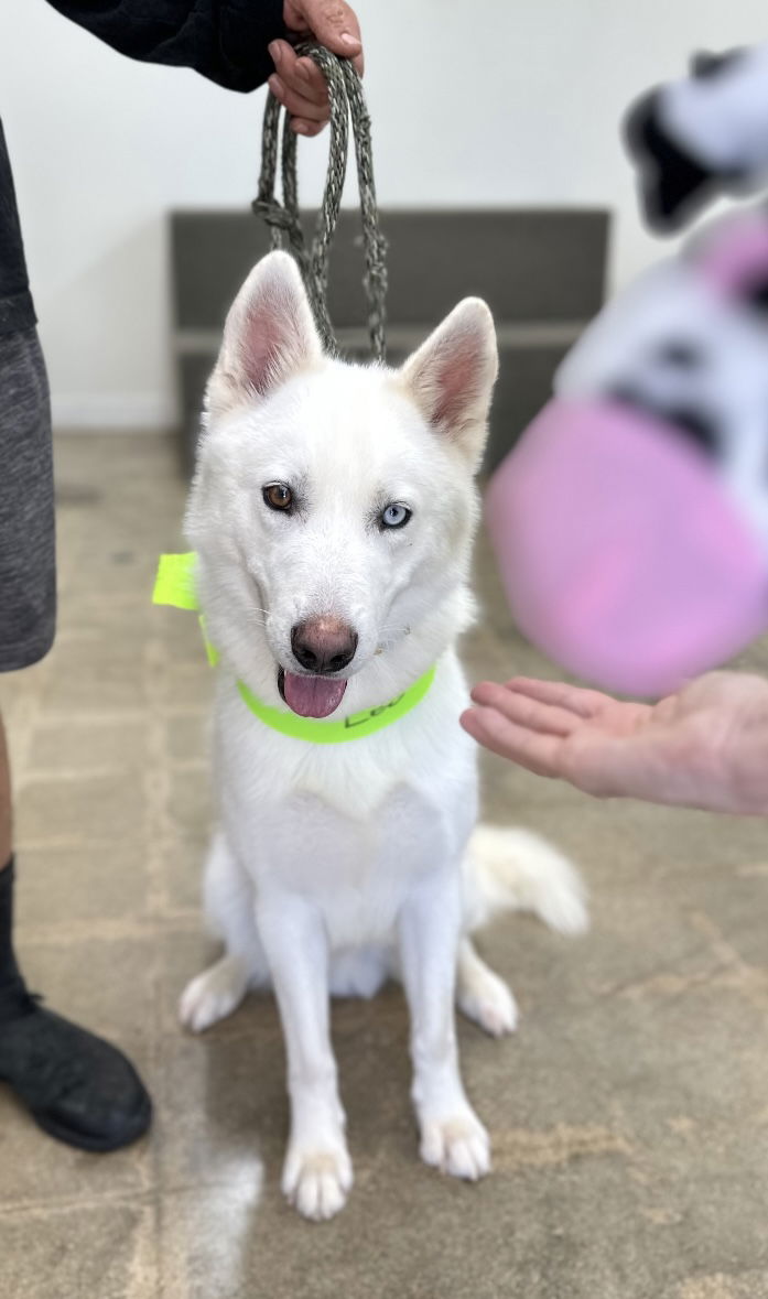 adoptable Dog in Marina Del Rey, CA named Wiley