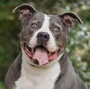 adoptable Dog in marina del rey, CA named Bruce
