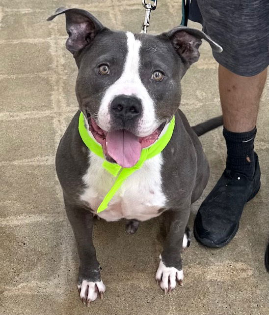 adoptable Dog in Marina Del Rey, CA named Bruce