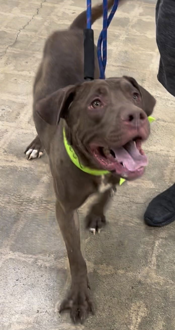 adoptable Dog in Marina Del Rey, CA named Angel