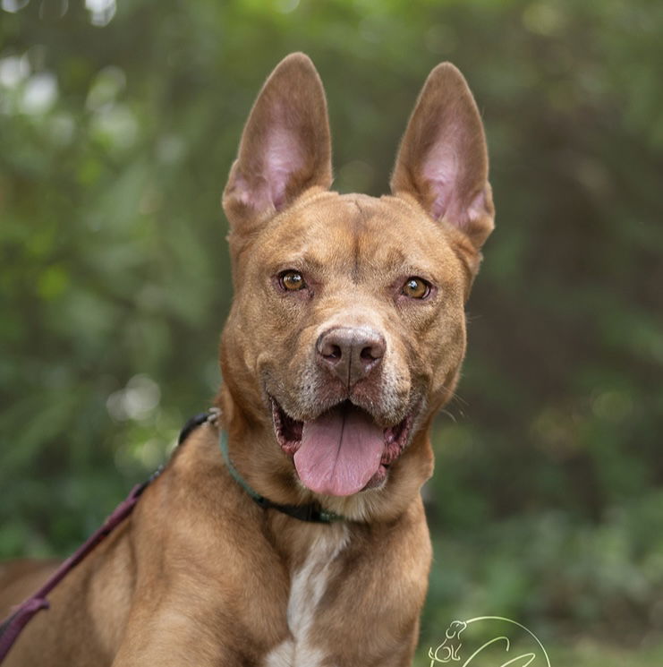adoptable Dog in Marina Del Rey, CA named Rosia