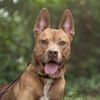 adoptable Dog in  named Rosia