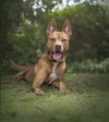 Rosia - Photo 3