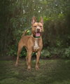 Rosia - Photo 4