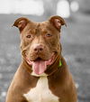 adoptable Dog in  named Moosie