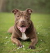 Moosie - Photo 2