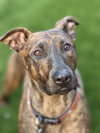 Enzo - Photo 1