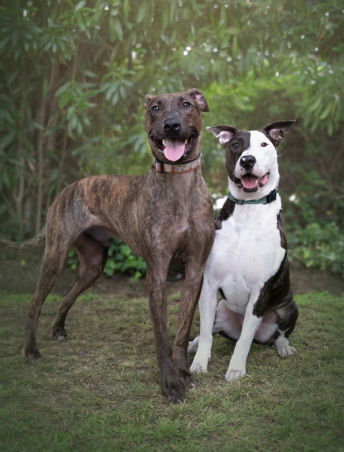 ENZO - Dutch Shepherd / Greyhound available for adoption