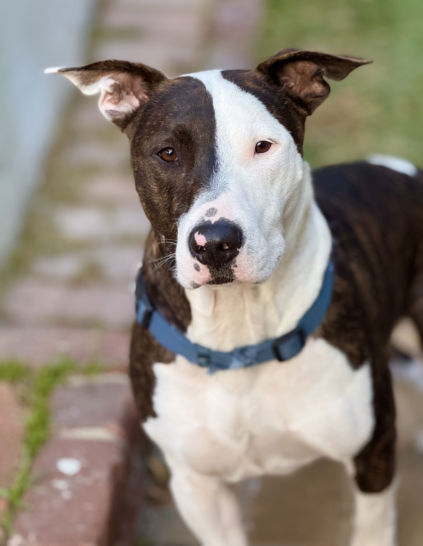 adoptable Dog in Marina Del Rey, CA named Parker