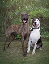 Parker - Photo 2