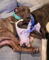 Parker - Photo 3