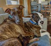 Parker - Photo 4