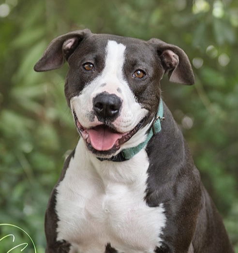 adoptable Dog in Marina Del Rey, CA named Betty Boop