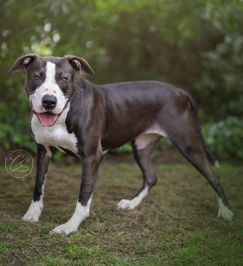 BETTY BOOP - Bull Terrier available for adoption