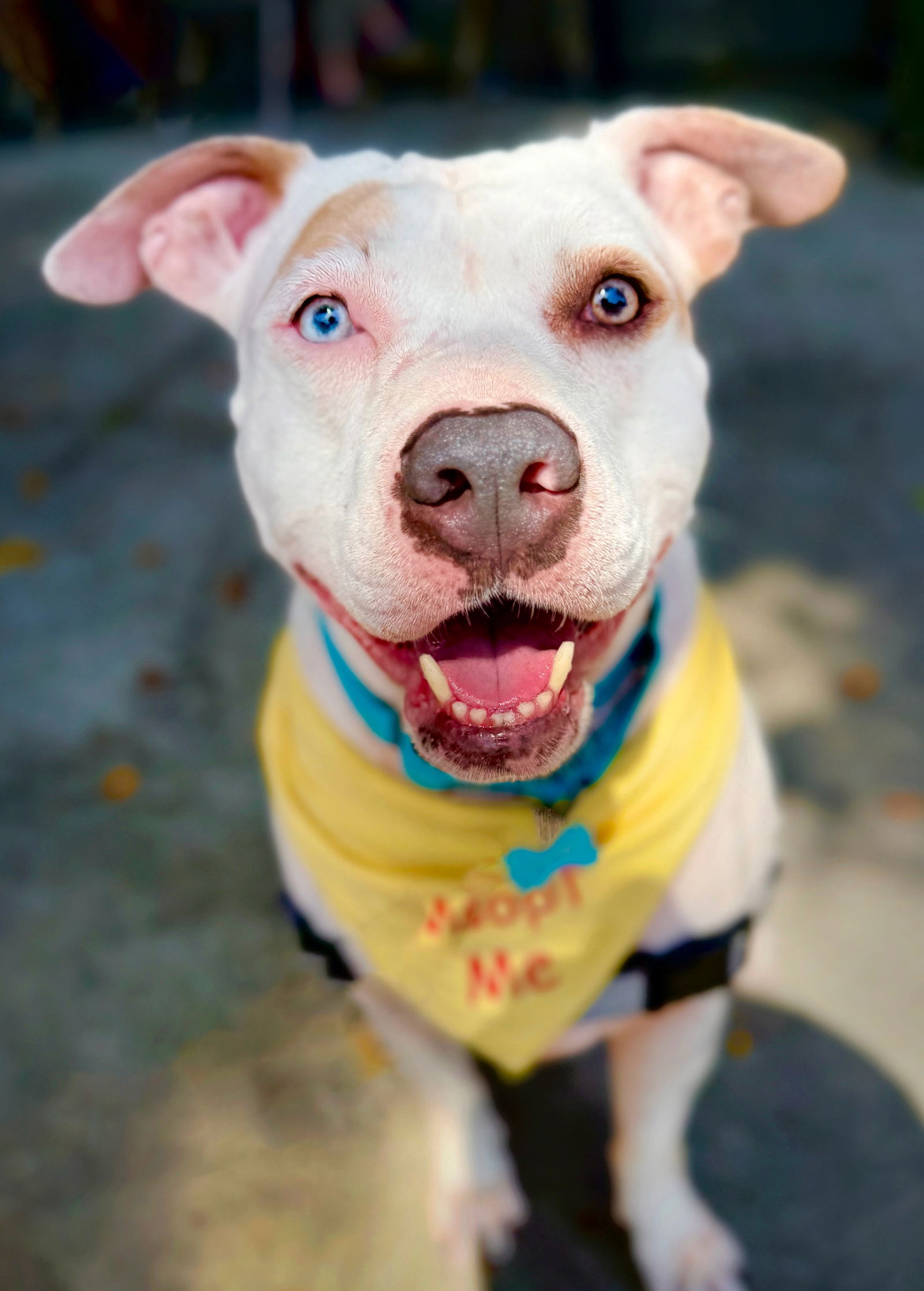 adoptable Dog in Marina Del Rey, CA named Leilani