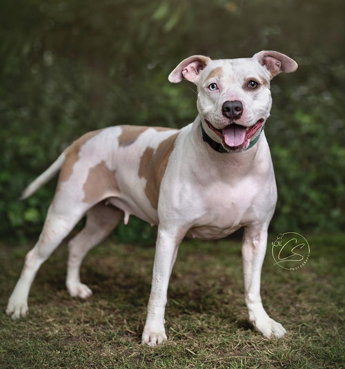 LEILANI - Pit Bull Terrier / Husky available for adoption