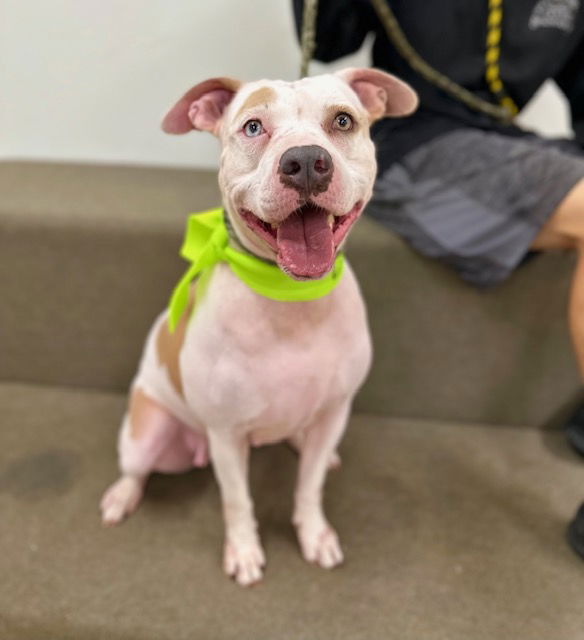 adoptable Dog in Marina Del Rey, CA named Lailani