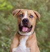 adoptable Dog in  named Feti