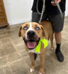 adoptable Dog in Marina Del Rey, CA named Feti