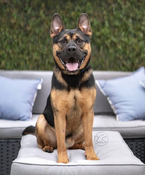 MILO - Shepherd / French Bulldog available for adoption