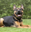 Milo - Photo 3