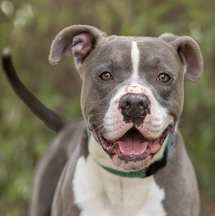 adoptable Dog in Marina Del Rey, CA named Bru