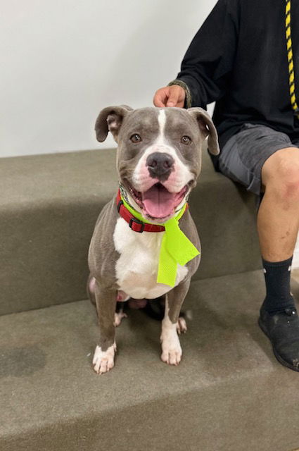 adoptable Dog in Marina Del Rey, CA named Bru