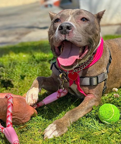 BELLA - Pit Bull Terrier available for adoption