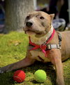 Bella - Photo 4