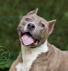 adoptable Dog in marina del rey, CA named Bella