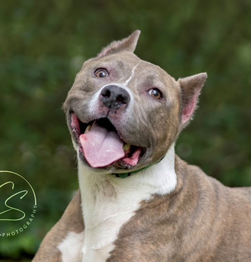 BELLA - Pit Bull Terrier available for adoption