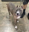 adoptable Dog in Marina Del Rey, CA named Bella