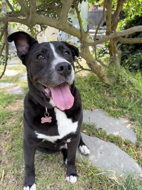 DANNY - Labrador Retriever / Border Collie available for adoption