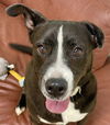adoptable Dog in  named Danny