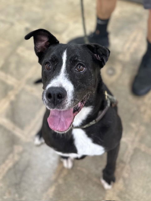 adoptable Dog in Marina Del Rey, CA named Danny