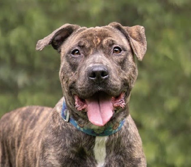 adoptable Dog in Marina Del Rey, CA named Juliet