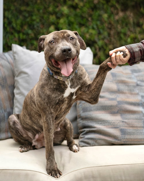 JULIET - Labrador Retriever / Pit Bull Terrier available for adoption
