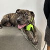 adoptable Dog in Marina Del Rey, CA named Juliet