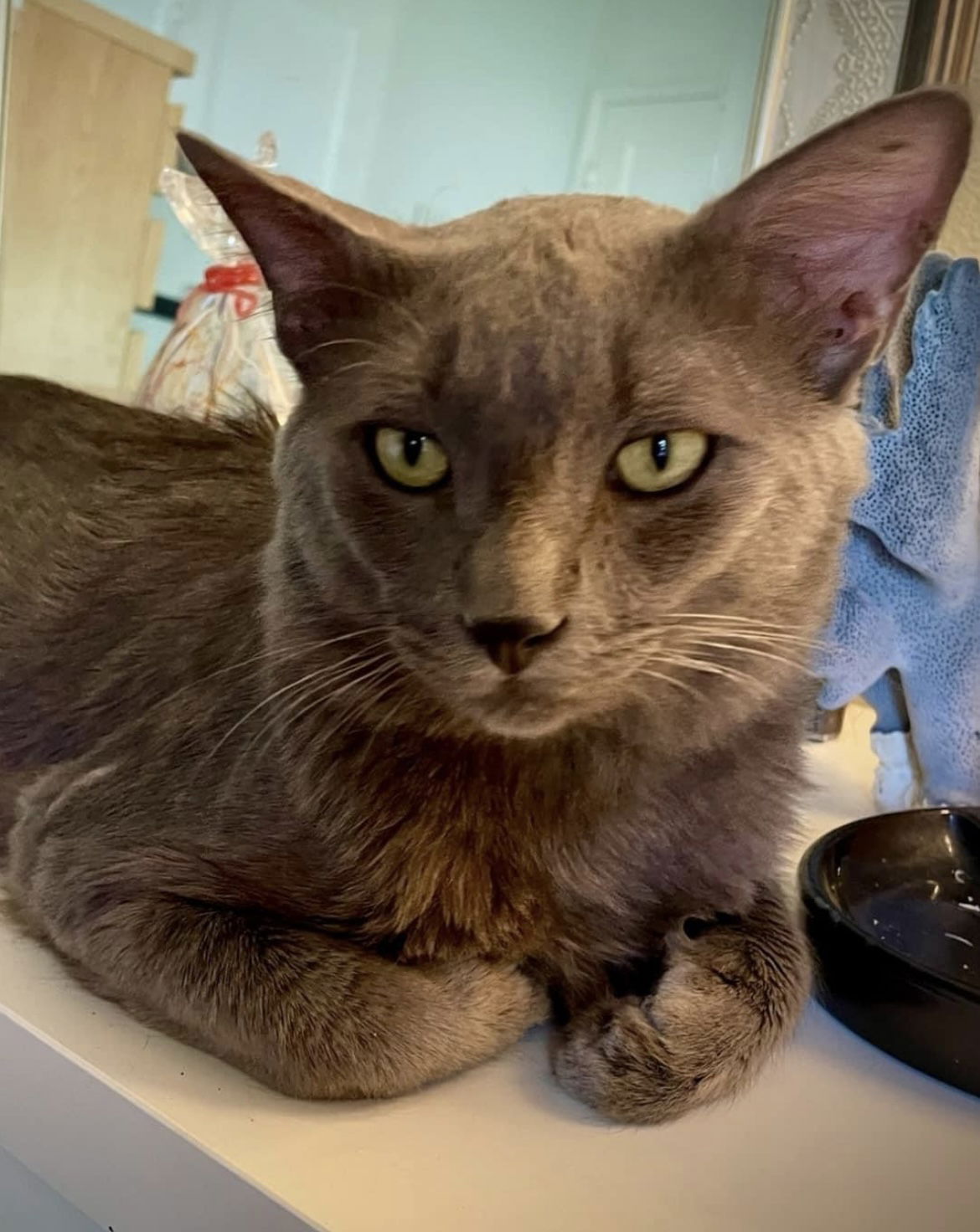 adoptable Cat in Marina Del Rey, CA named Smokey