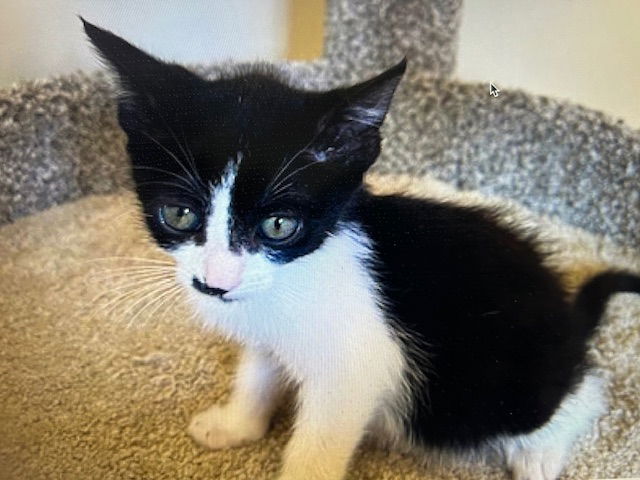 adoptable Cat in Marina Del Rey, CA named Oreo girl