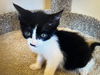 adoptable Cat in Marina Del Rey, CA named Oreo girl