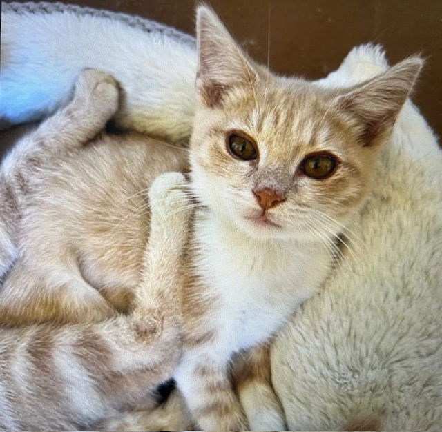 adoptable Cat in Marina Del Rey, CA named Lilly