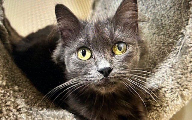 adoptable Cat in Marina Del Rey, CA named Sarafina