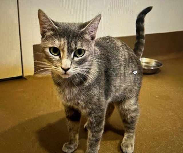 adoptable Cat in Marina Del Rey, CA named Blue Girl