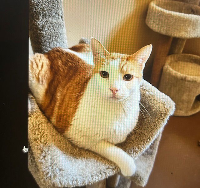 adoptable Cat in Marina Del Rey, CA named Cheddar