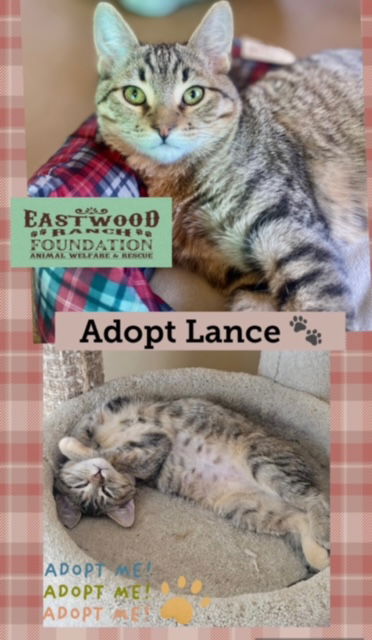 adoptable Cat in Marina Del Rey, CA named Lance